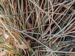Festuca