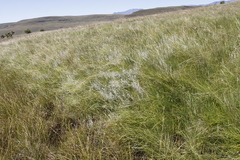 Helichrysum aureonitens