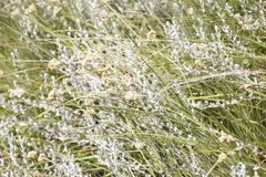 Helichrysum aureonitens