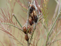 Jalmenus evagoras