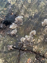 Exidia novozealandica