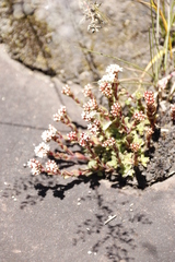Crassula setulosa