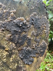Exidia novozealandica
