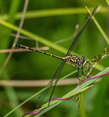 Austrogomphus ochraceus