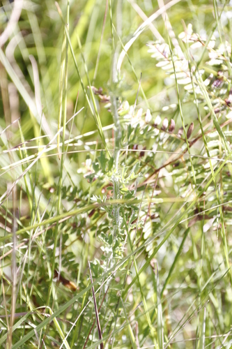 Image of Schistostephium crataegifolium by (c) Tony Rebelo, some rights reserved (CC BY-SA)