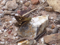 Timoconia peron