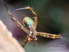 Argiope chloreides