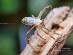 Argiope chloreides
