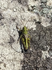 Phaulacridium marginale