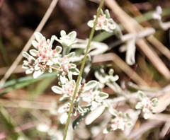 Helichrysum spiralepis
