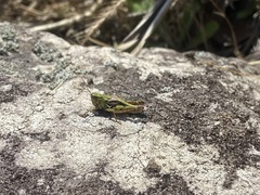 Phaulacridium marginale