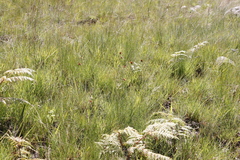 Cyperus sphaerocephalus