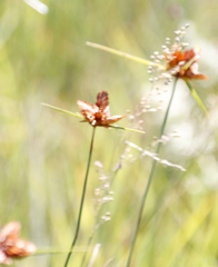 Cyperus sphaerocephalus