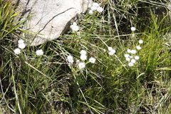 Helichrysum monticola