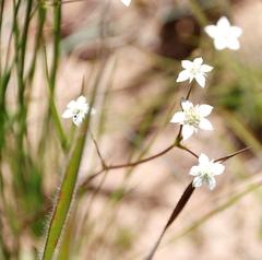 Alepidea natalensis