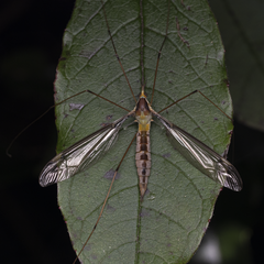 Leptotarsus albistigma