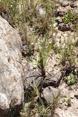 Alepidea natalensis