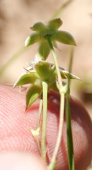 Alepidea natalensis