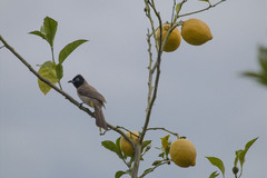 Pycnonotus xanthopygos