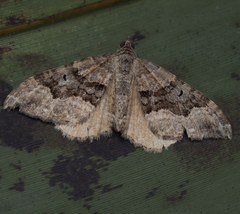 Hydriomena deltoidata