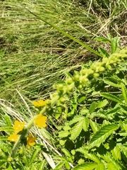 Agrimonia bracteata
