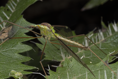 Leptotarsus albistigma