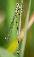 Synlestes selysi