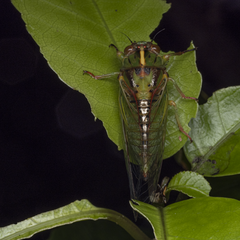 Kikihia peninsularis