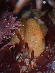 Aplidium californicum