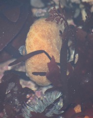 Aplidium californicum
