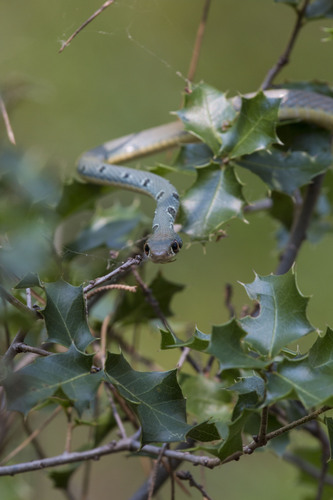 Dahl's Whip Snake, Кемер/Анталия, Турция, photo 6 of 10