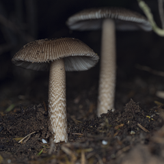 Amanita pekeoides