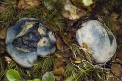 Rossbeevera pachydermis