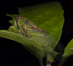 Kikihia peninsularis