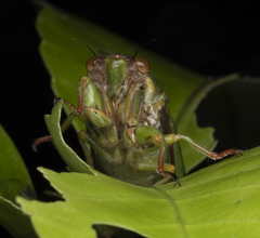 Kikihia peninsularis