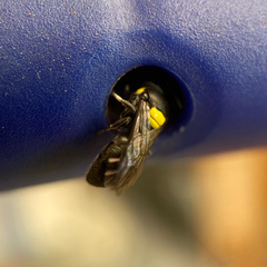 Hylaeus nubilosus