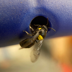 Hylaeus nubilosus
