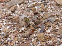 Austrogomphus guerini