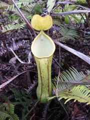 Nepenthes tobaica