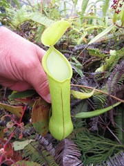 Nepenthes tobaica