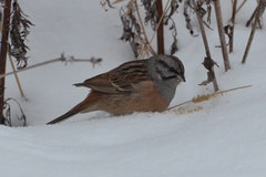 Emberiza godlewskii