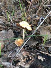 Leratiomyces percevalii