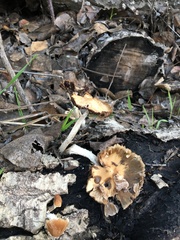 Leratiomyces percevalii