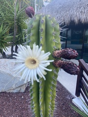 Pachycereus