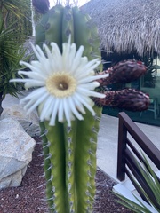 Pachycereus