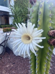Pachycereus