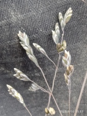Poa lindsayi