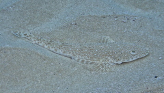 Platycephalus caeruleopunctatus