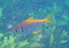 Schuettea scalaripinnis