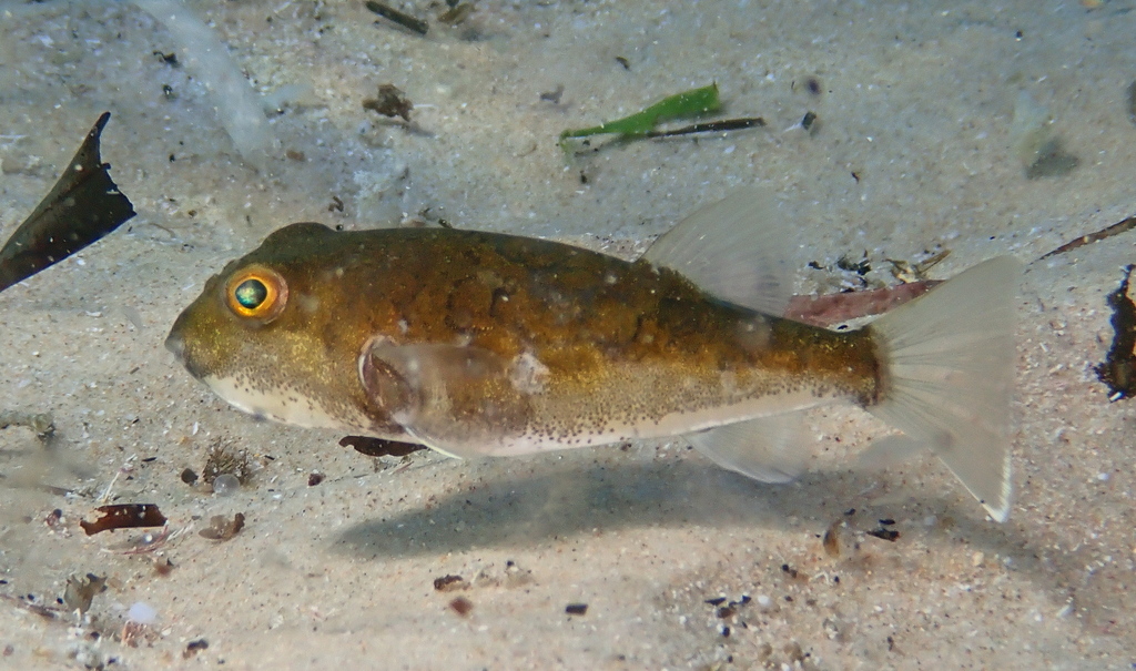 Halstead's toadfish (Reicheltia halsteadi) — Tetraodontidae
